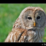 Puštík obecný (Strix aluco)