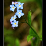 forget-me-not
