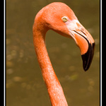 Plameňák