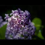 ***LILAC***