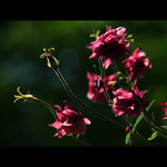 ***DVĚ PRINCEZNY***