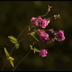 ***RŮŽOVÉ ŠATIČKY***