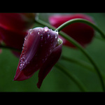 ***PODVEČERNÍ KOUPEL***