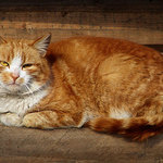 Byl první jarní den a na plotě seděla kočka ...