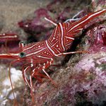 Tanečník durbanský