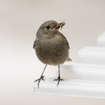 na lovu v civilizaci