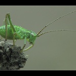 ** Sebevražedné myšlenky **