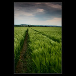 Procházky v ječmeni