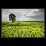 Procházky v ječmeni II