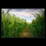 Procházky v ječmeni III