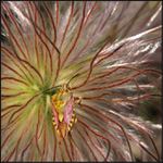 Mimikry rakúskej bzdochy