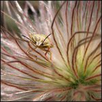 Mimikry rakúskej bzdochy II