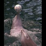 Delfín Ma a delfínica Fi