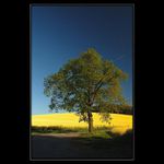 Květnový podvečer...