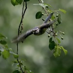 ...start z větve...