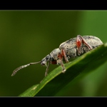 ... budu se muset oholit ...