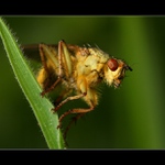 ... koupím si depilátor ...