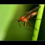 ... strčím ho kamkoliv ...