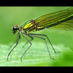 Calopteryx splendens