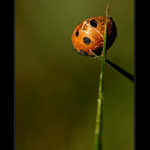 Smutný konec mladé dámy