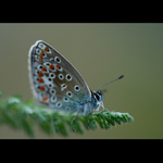 = Modrásek jehlicový II. =