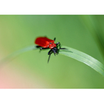 = Patesařík nopálový =