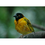 = Snovač zahradní (Ploceus cucullatus) =