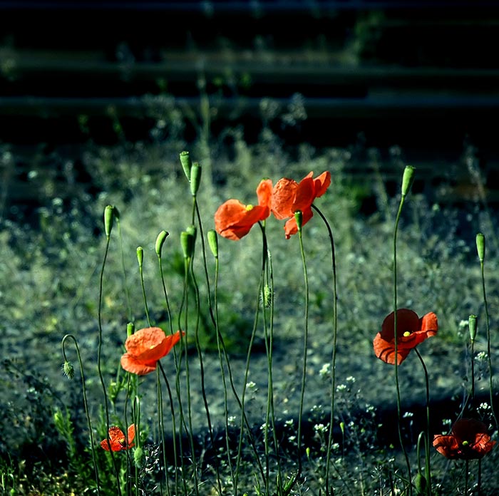 .: LA FLOR :.