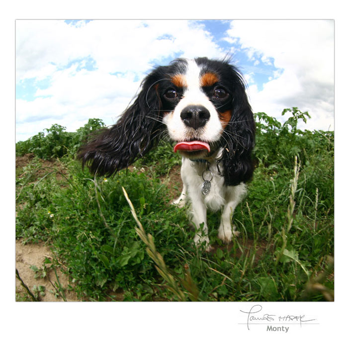 Monty
