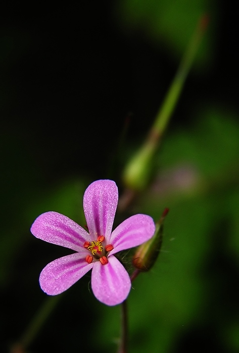 Kakost