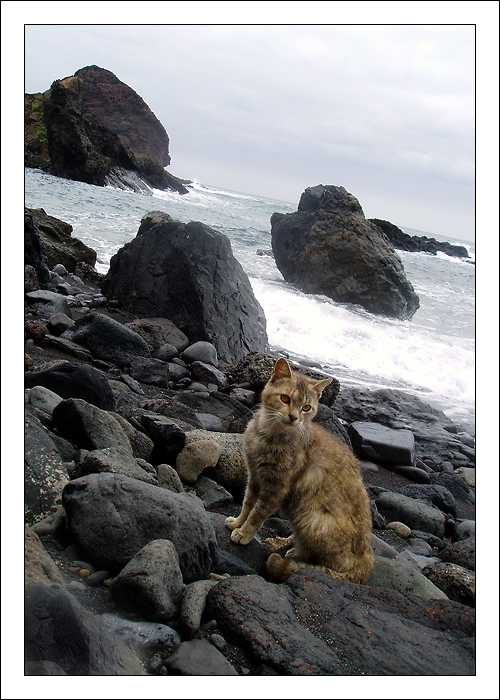 Když je zataženo a moře bouří, jsou kočky spokojené