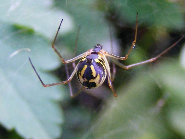 spider...alebo malý pavúk