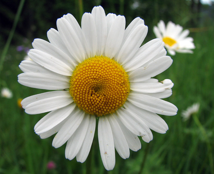 Margaretka