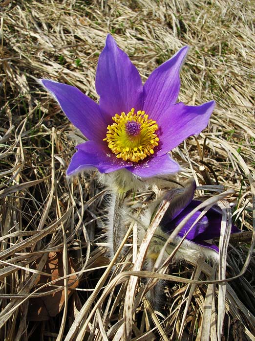 Poniklec