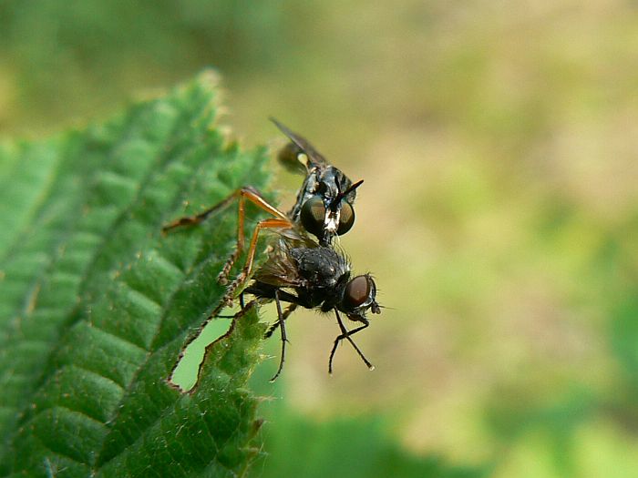 Roupec si pochutnává na Mouše domácí