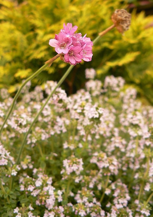Flower  @}->--