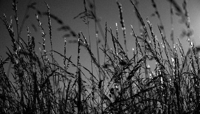 Summer grass