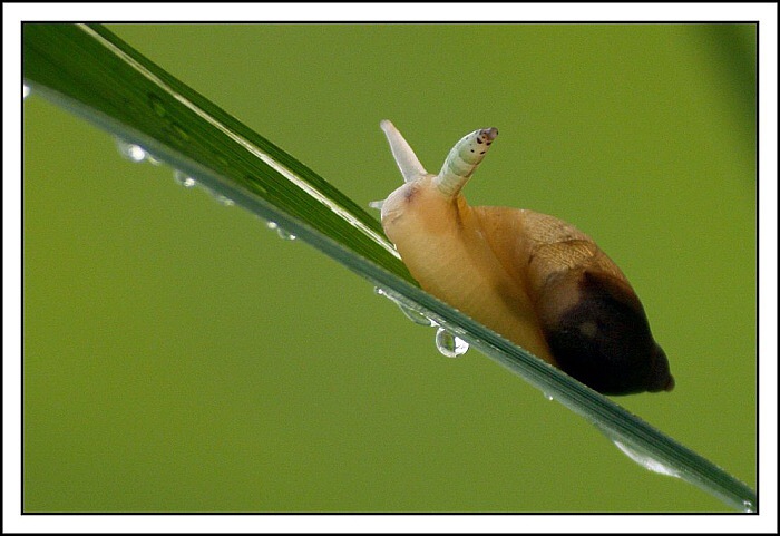 Slimak