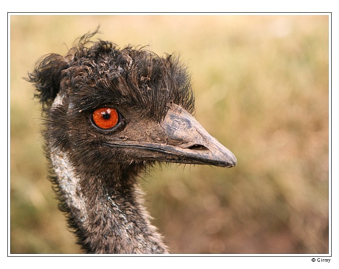 Emu hnědý (Dromaius novaehollandiae)