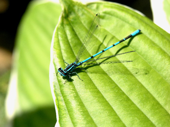 Šidielko obyčajné