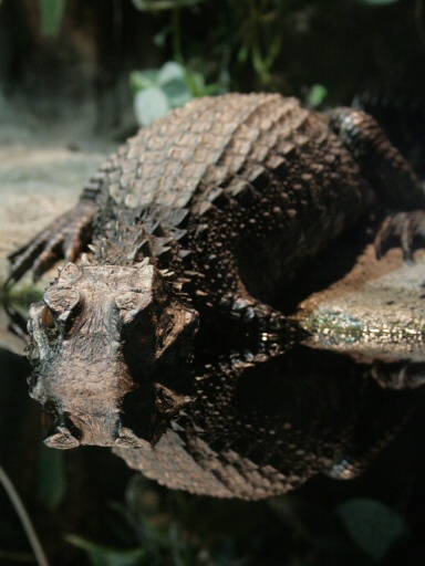 Kajman