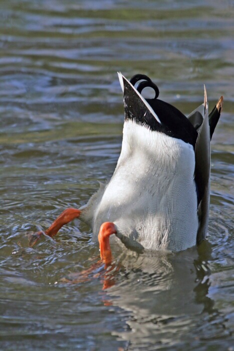 Duck