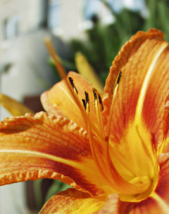 Proměnná tvář sídliště - Ohnivý temperament