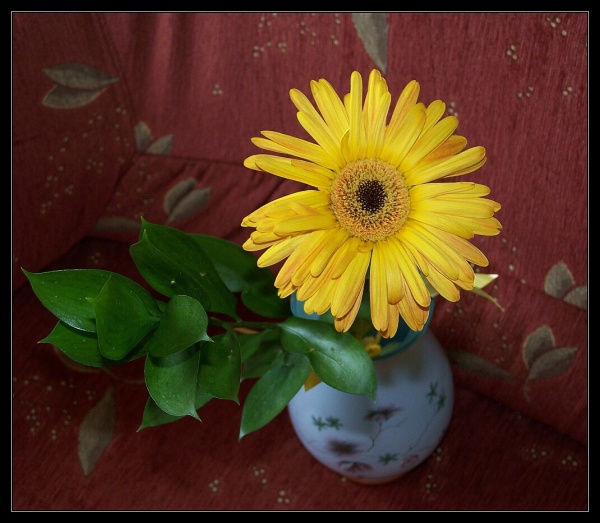 Gerbera