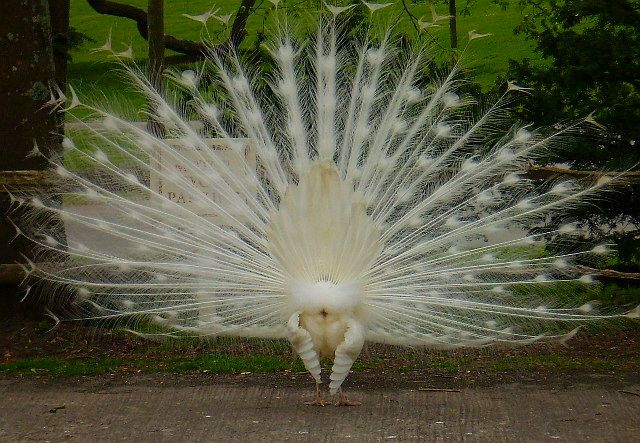 peacock...no comment