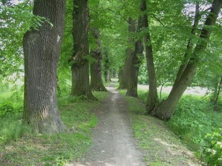 Alej
