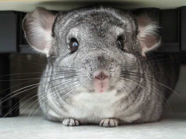 Chinchilla Lanigera