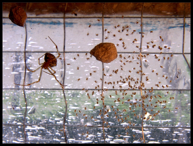 Pavúčia pôrodnica I