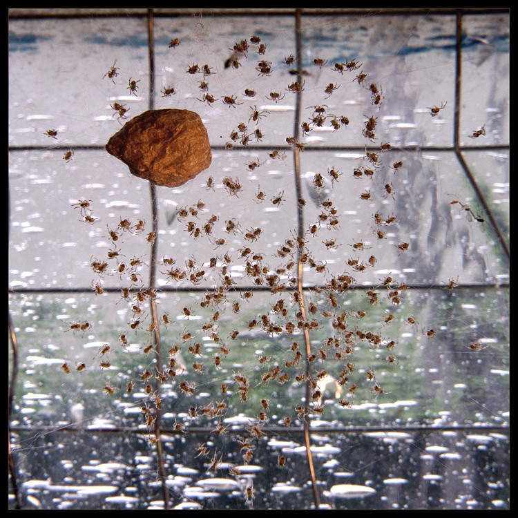 Pavúčia pôrodnica II