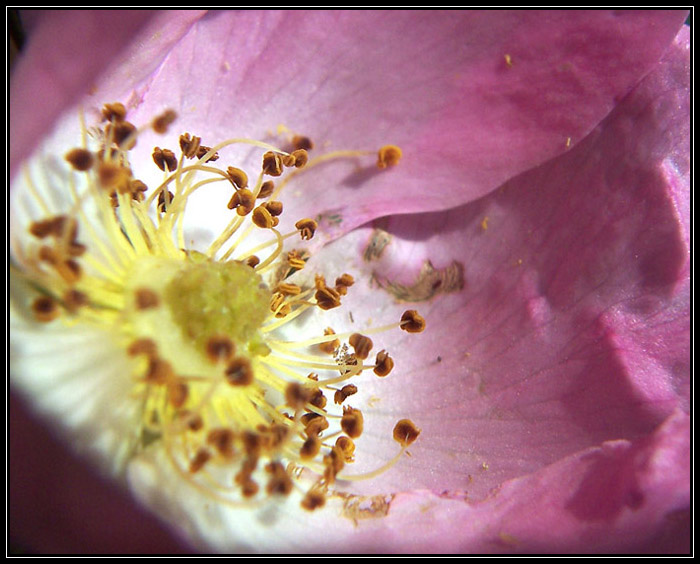  - pestíci -